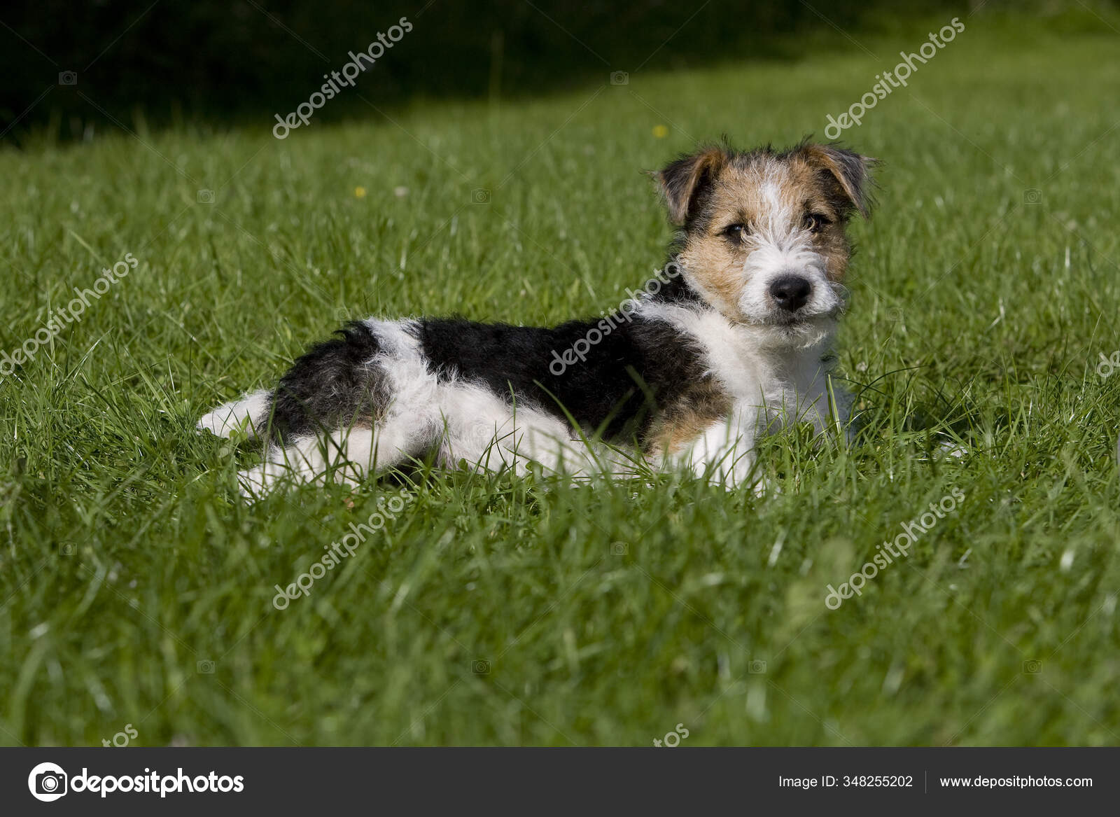 Wire Haired Fox Terrier Puppy Stock Photo by ©slowmotiongli 348255202