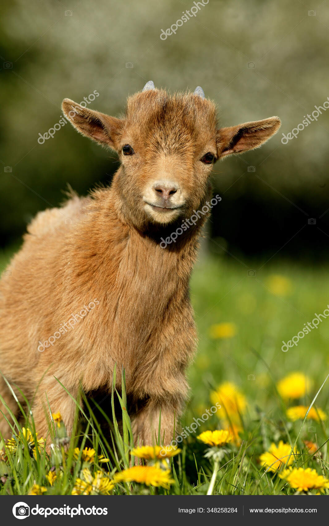 Pygmy Geit Eller Dverggeit Capra Hircus Måneder Gammel Babygeit – stockfoto  © slowmotiongli #348258284, image size:1065x1700