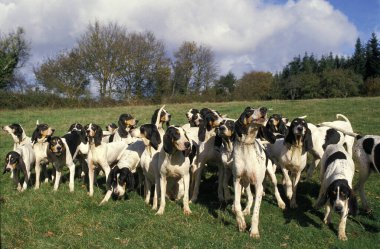 Ariegeois Hound, doğal arka plan paketle
