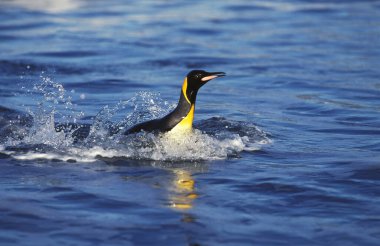 King Penguin, aptenodytes patagonica, Adult swimming, Emerging from Ocean, Salisbury Plain in South Georgia    clipart