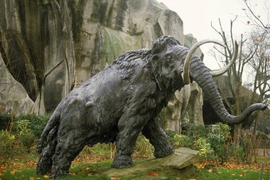 Tüylü mamut, mamuthus primigenius  