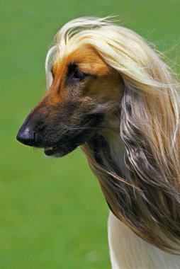 Afgan Tazı, Yetişkin Portresi  