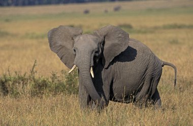 Afrika Fili, Loxodonta Africana, Kenya 'daki Masai Mara Parkı  
