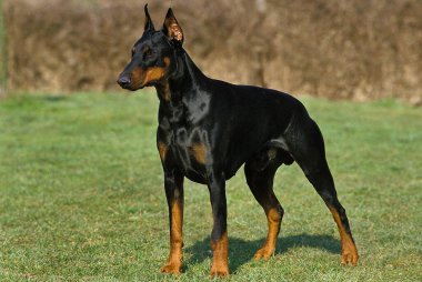 Dobermann Dog ya da Dobermann Pinscher, Erkek, Kesik Kulaklı Eski Standart Cins  