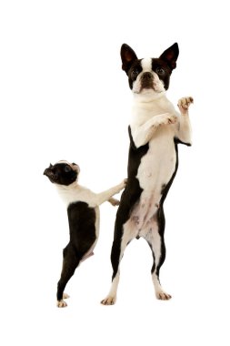 Boston Teriyeri Köpek doğal arka plan