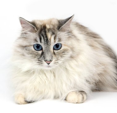 Tabby Noktası 'nı ve Beyaz Sibirya Evcil Kedisi' ni mühürle Beyaz Arkaplan 'a karşı yatan Kadın  