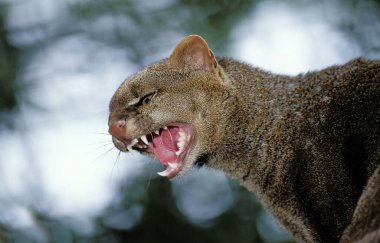 Jaguarundi, herpailurus yaguarondi, Yetişkin hırıltısı  