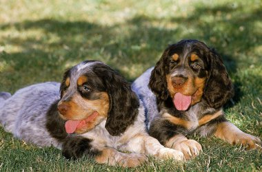 Picardy Spaniel Yavruları Çimlerin üzerinde yatıyor  