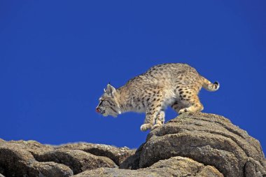 Vaşak, vaşak Rufus, Yetişkin Kayalıklarda Duruyor, Kanada  
