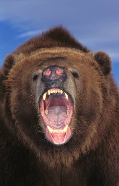 Kokiak Ayısı, ursus arctos middendorffi, Ağzı açık Yetişkin Portresi, Savunma Duruşu, Alaska  