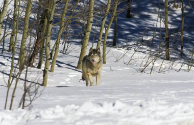 Kuzey Amerika Gri Kurt, köpek lupus batcidentalis, Yetişkin Kar üzerinde duruyor, Kanada  