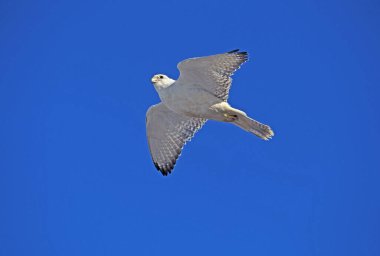 Gyrfalcon, Falco Rusticolus, Yetişkin Uçuşu: Blue Sky, Kanada  