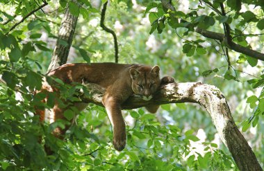Cougar, puma concolor, Yetişkin Branch 'ta yatıyor  