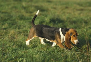 Artesian Norman Basset ya da Basset Artesian Normand, Grass 'ta yürüyen Yetişkin    