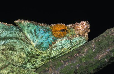 Parson's Chameleon, chamaeleo parsonii, Head of Adult  