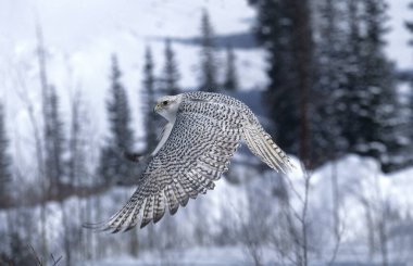 Gyrfalcon, Falco Rusticolus, Yetişkin Uçuşu, Kanada  