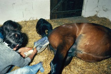 Vet helping Mare with Foaling  clipart