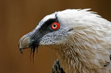 Sakallı Akbaba, Gypaetus Barbatus, Yetişkin Lideri  