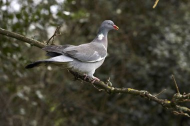 Wood Pigeon, columba palumbus, Yetişkin şubesi, Normandiya 