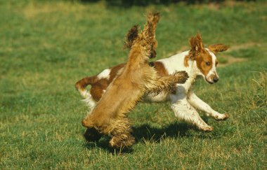 İngiliz Cocker Spaniel, Çimenlerde oynayan yetişkinler  