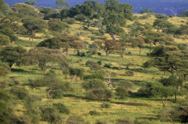 Tanzanya 'daki Tarangire Park' ta Savanna  