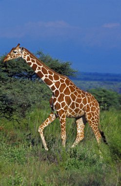 Zürafa, zürafa camelopardalis reticulata, Kenya Samburu Parkı  