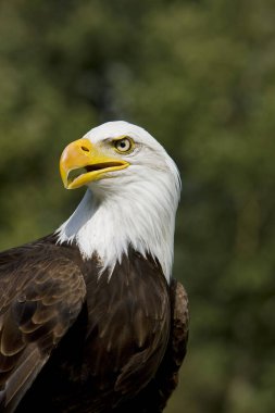 Kel kartal haliaeetus leucocephalus  