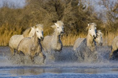 Camargue Atları, Herd Bataklıkta, Saint Marie de la Mer Camargue, Güney Fransa  