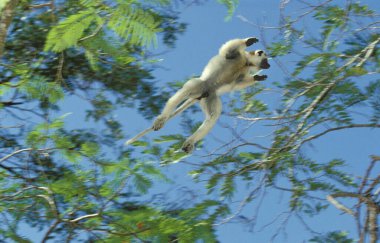 Verreaux 'nun Sifaka' sı, Propithecus Verreauxi, Erkek Madagaskar 'daki Berent Reserve' de başka bir şubeye atlıyor.  