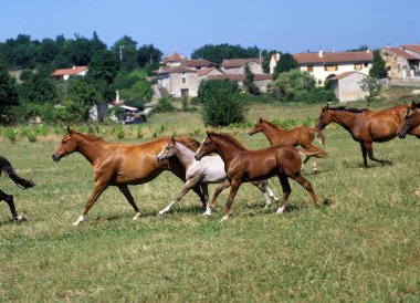 Anglo Arap Atı, Çayırda Dörtnala giden Herd  