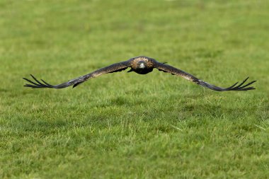 Golden Eagle, aquila chrysaetos, Yetişkin Uçuşu   