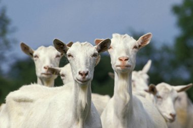 Saanen Goat, Herd of Females  clipart