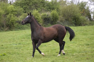 Akhal Teke, Türkmenistan 'dan At Yetimi, Karabasan  