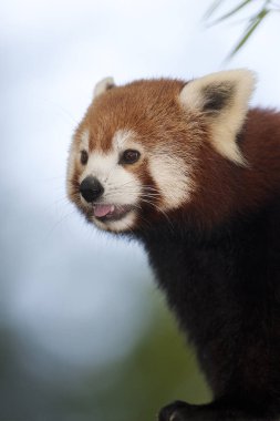 Red Panda, ailurus fulgens, Yetişkin Portresi  