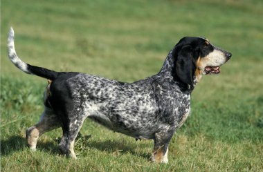 Gascony Blue Basset ya da Basset Bleu de Gascogne, Yetişkin Çimenler  