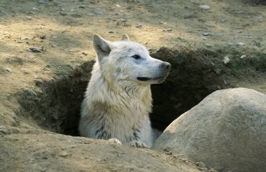 Kutup Kurdu, Den girişinde duran köpek lupus tundrarum, yetişkin.  