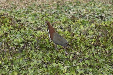 Rufescent Tiger-Heron, Tigrisoma Lineatum, Bataklık, Los Lianos, Venezuela  