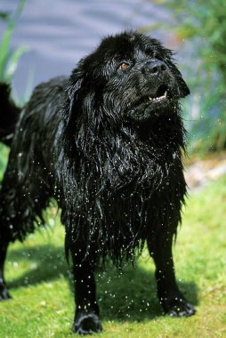 Newfoundland Köpeği, Kurtarma Köpeği Gölden çıkıyor  