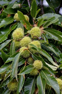 Chestnut Bur, Castanea sativa, Kestane Ağacı dalında.  