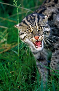 Balıkçı Kedi, prionailurus viverrinus, Yetişkin Snarling  