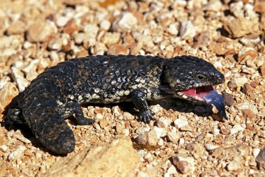 Uzun Kuyruklu Skink, tiqua rugosa, Ağzı Açık Yetişkin Dili Dışarı, Avustralya  