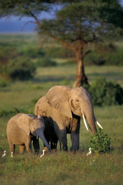 Afrika fili, loxodonta africana, Anne with Calf, Masai Mara Park, Kenya  