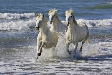 Camargue Horse Galloping on Beach, Saintes Maries de la Mer, Camargue in the South of France   clipart