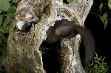 Stone Marten ya da Beech Marten, martes foina, Young Stump 'ta oynuyor.  