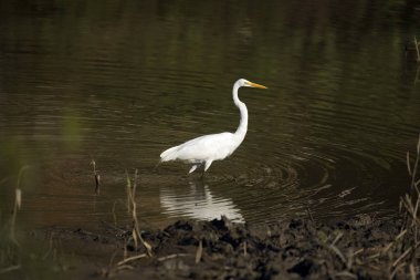 GREAT WHITE EGRET casmerodius albus IN MANU RESERVE IN PERU  
