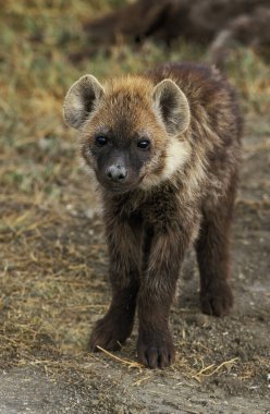 Benekli Sırtlan, Timsah, Yavru, Kenya  