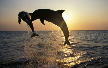 Şişe Burunlu Yunus, Tursiops Truncatus, Sunset 'te zıplayan Yetişkinler, Honduras kıyısında  