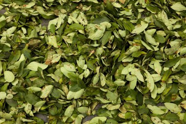 Coca, erythroxylum coca, Leafs producing Cocaine, Drying Leaves at Pilcopata Village inb Peru  