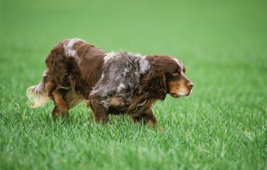 Picardy Spaniel köpek gösterimi  