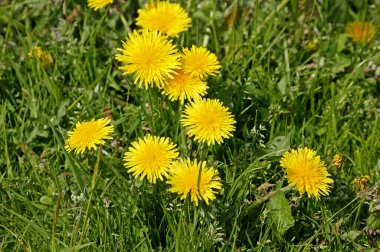 Karahindiba, taraxacum officinale, Normandiya  